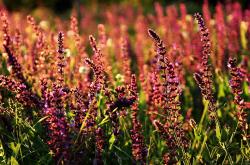 开云官方app入口-绿白奇迹与非洲雄狮，贝蒂斯终结丹麦童话，奥斯梅恩欧冠半决赛封神之战