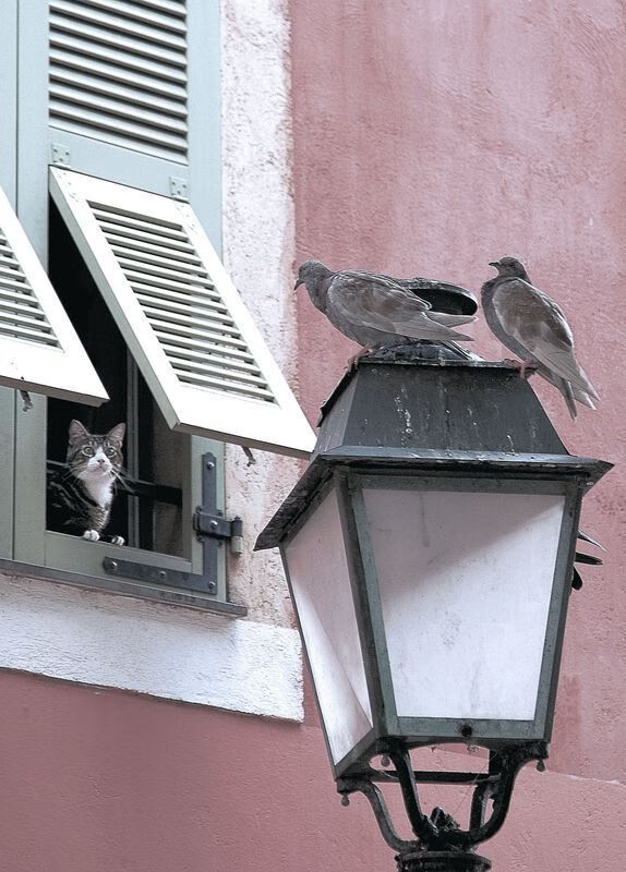 迪巴拉闪耀南美，玻利维亚战术纪律力克塞维利亚式强敌