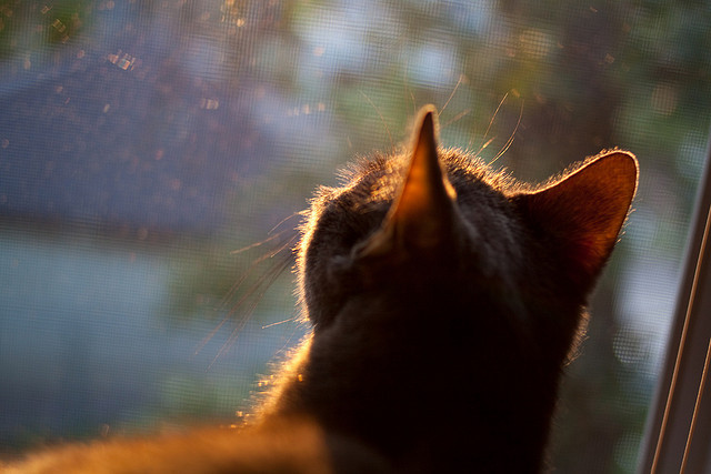 猛龙压制湖人，库里成为关键先生，一场颠覆预期的对决