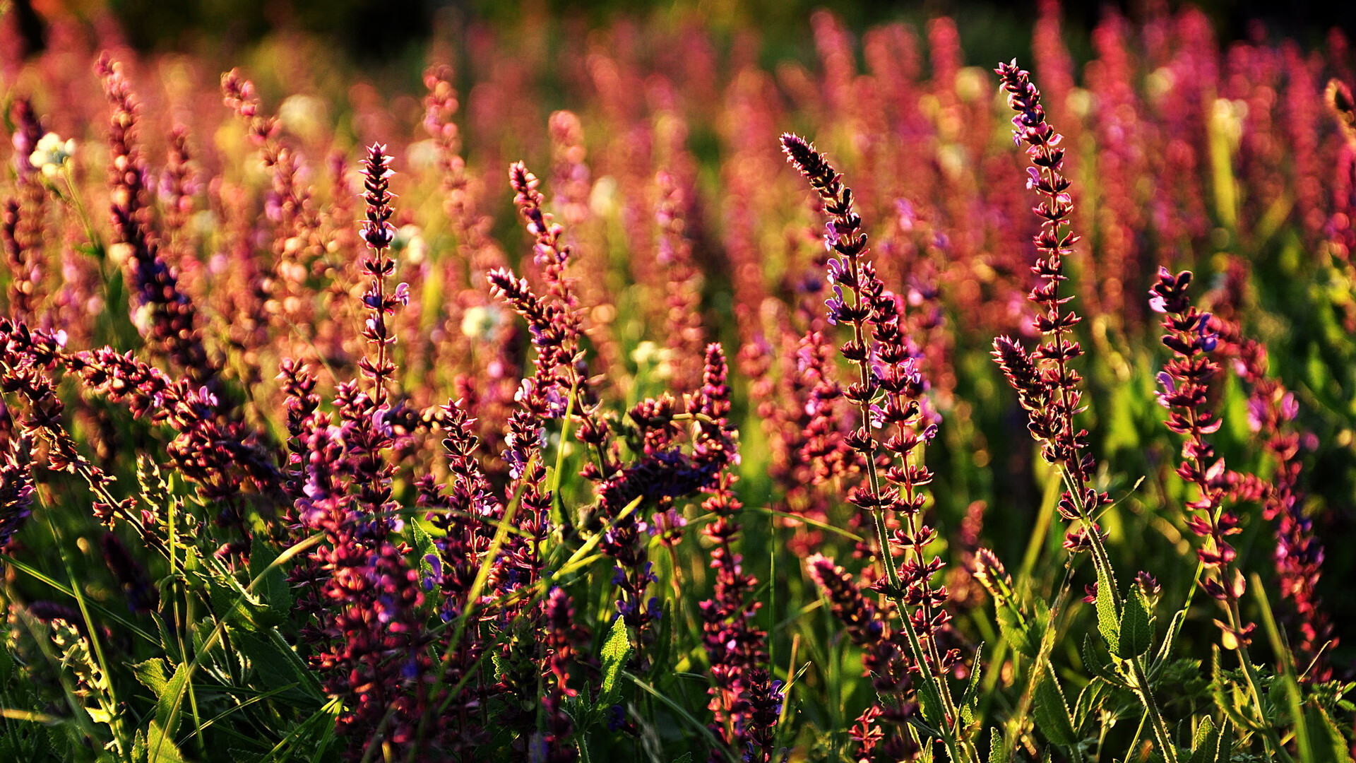 绿白奇迹与非洲雄狮,贝蒂斯终结丹麦童话,奥斯梅恩欧冠半决赛封神之战
